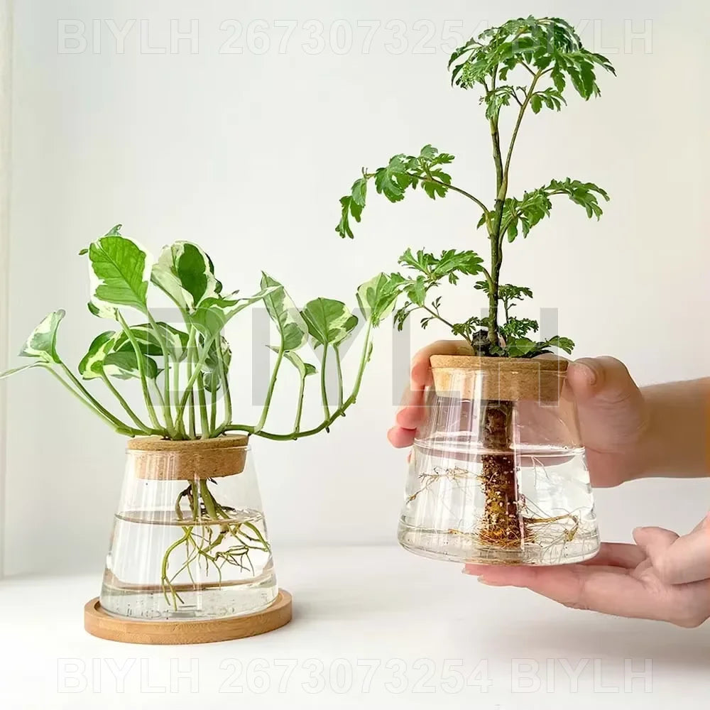 Glass Hydroponic Plant Vases