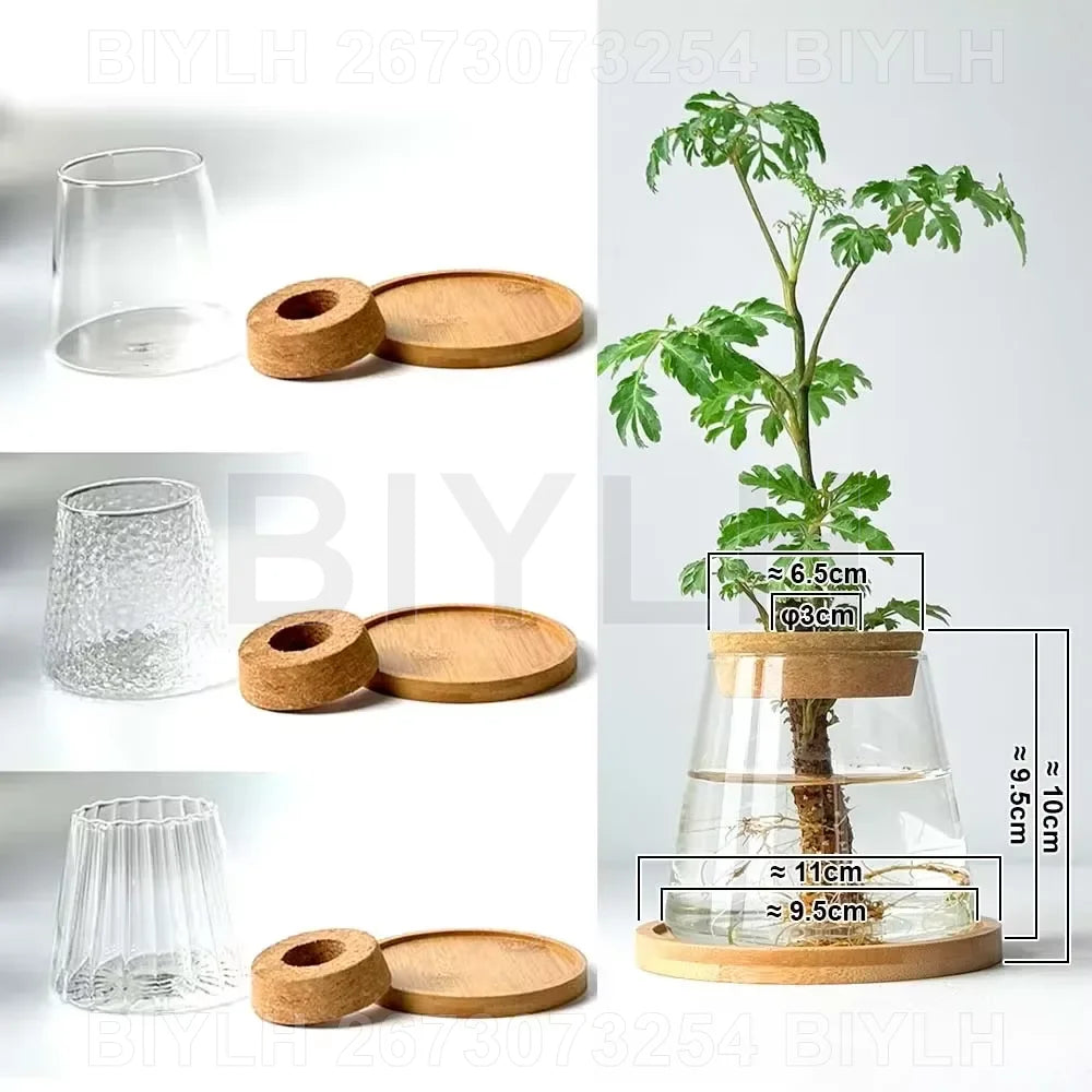 Glass Hydroponic Plant Vases