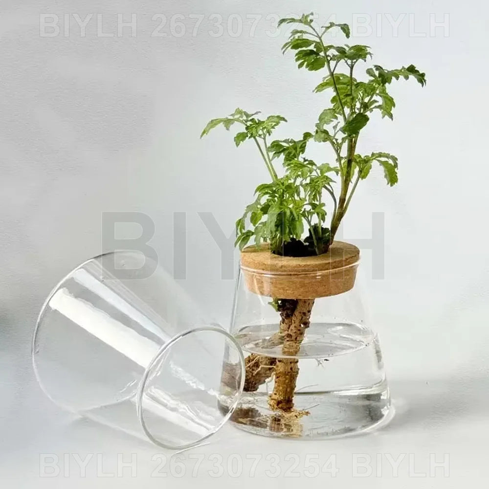 Glass Hydroponic Plant Vases