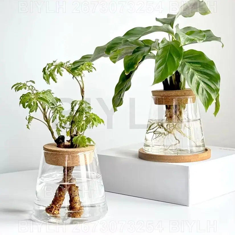 Glass Hydroponic Plant Vases